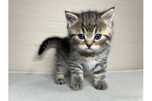 成約済の茨城県のスコティッシュフォールド(折れ耳)-110784の5枚目